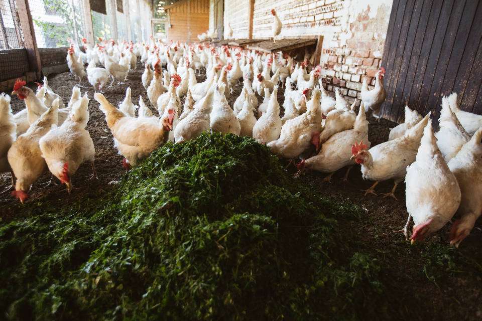Hühner im Auslauf (Quelle: Naturland e.V.)