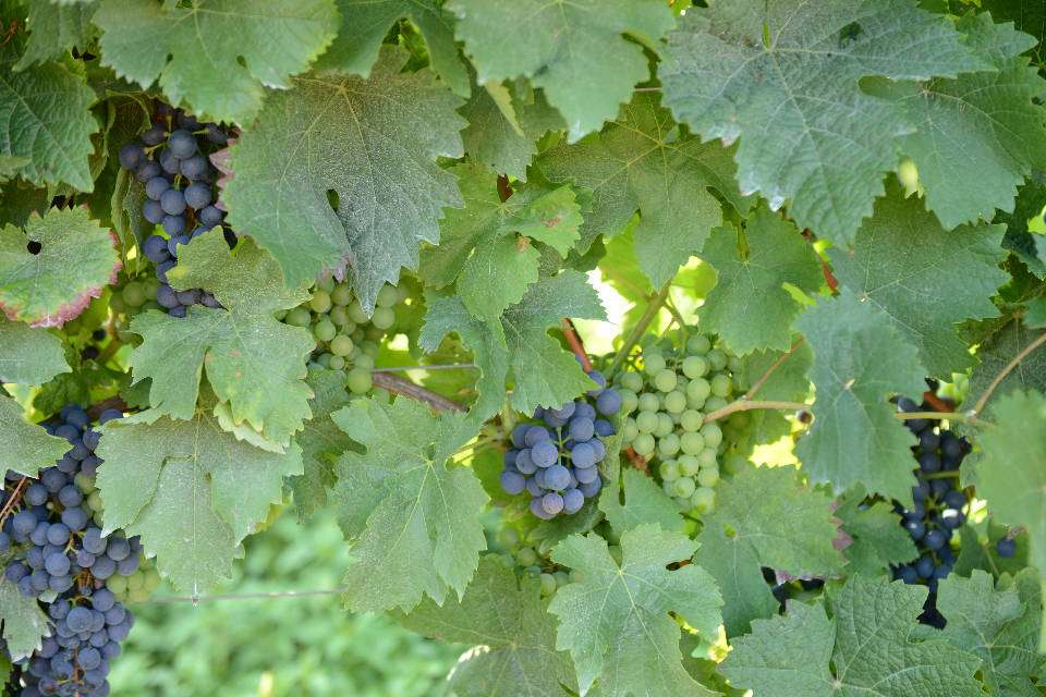 Weinreben (Quelle: Ralf Alsfeld, Naturland e.V.)