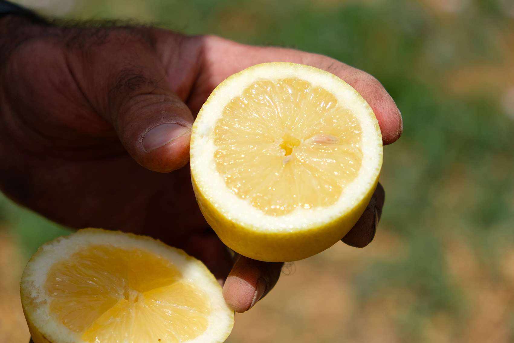 Um saftige Zitronen in trockener Umgebung anzubauen zählt jeder Tropfen Wasser.
