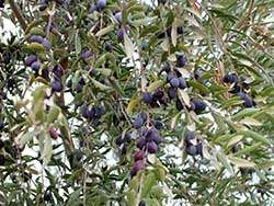 Organic olives from Palestine © Naturland