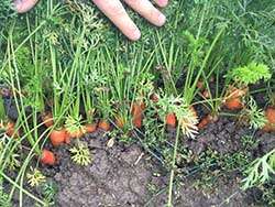 Organic carrots from the Netherlands © Naturland