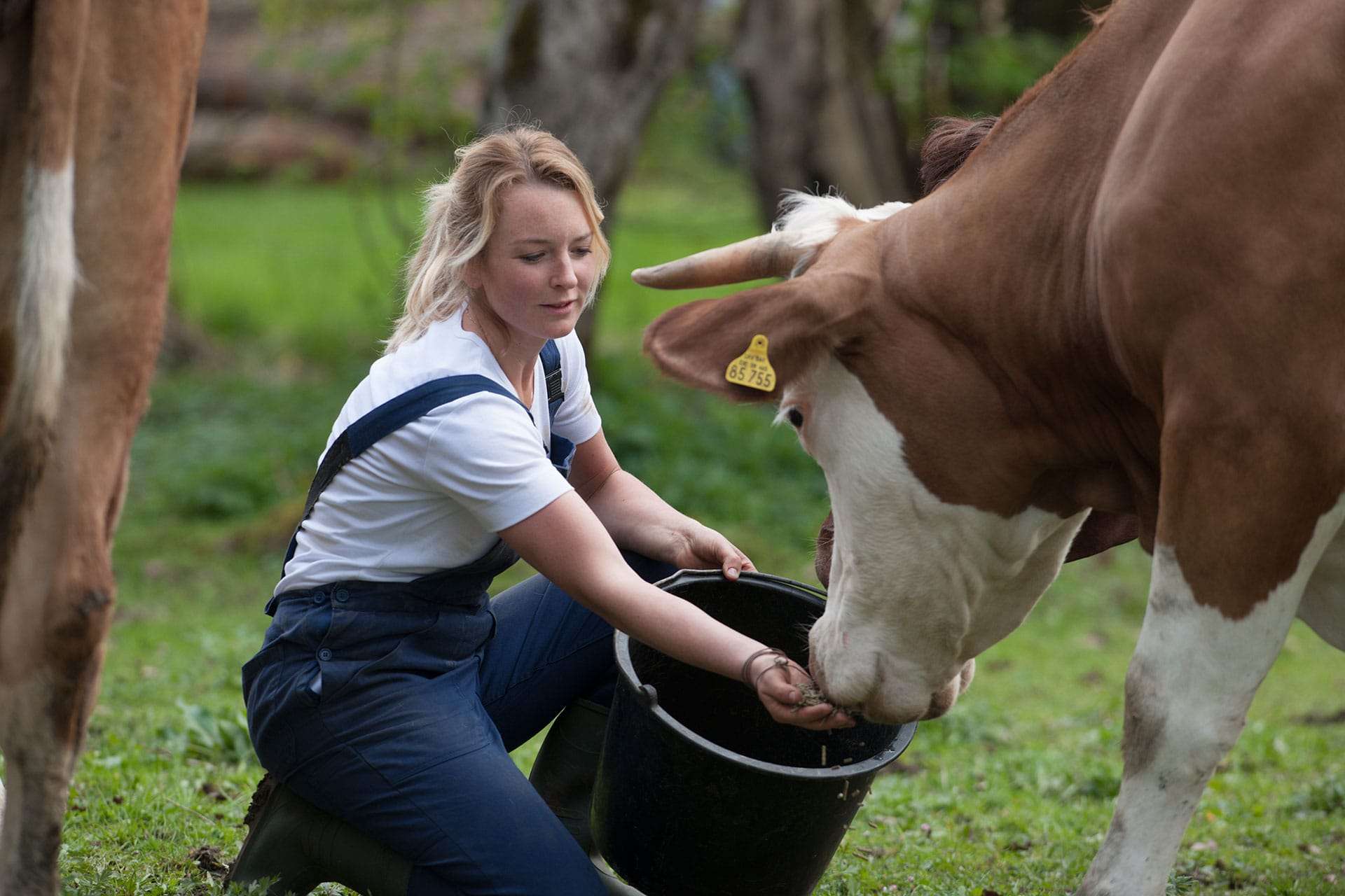Bio-Bäuerin füttert ihre Kuh auf der Weide © Molkerei Berchtesgadener Land