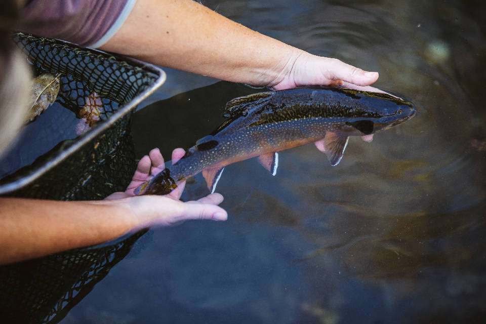 Fisch (Quelle: Naturland e.V.)