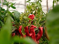 Organic vegetable growing in Italy © Naturland